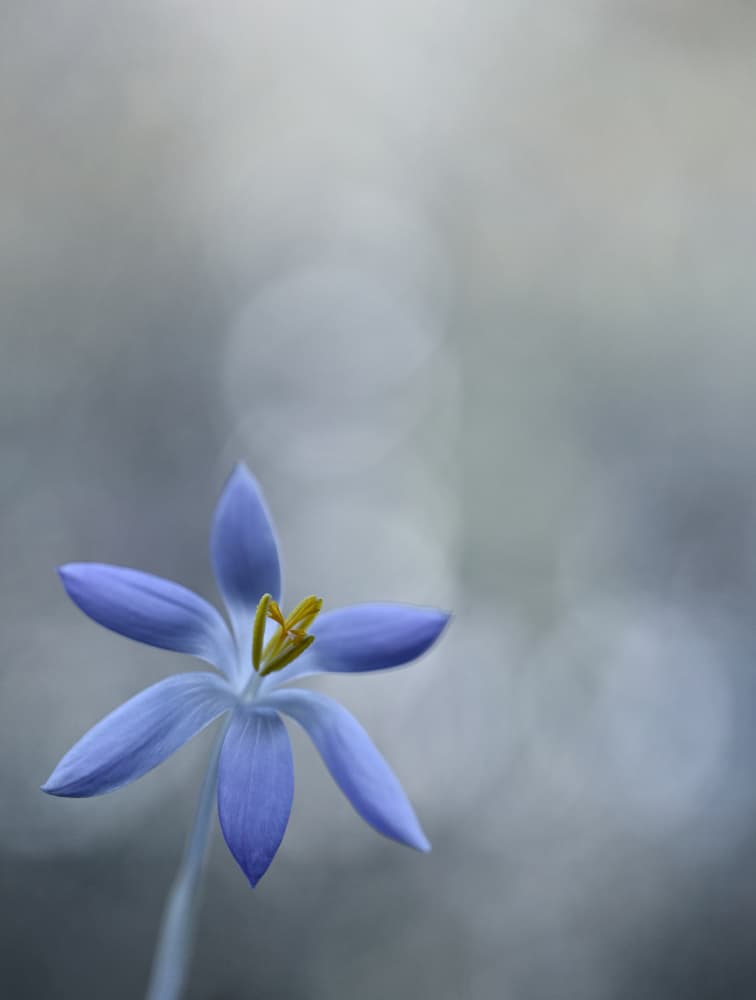 Ethereal Blue Blossom by Lotte Grønkjær — canvas wall art