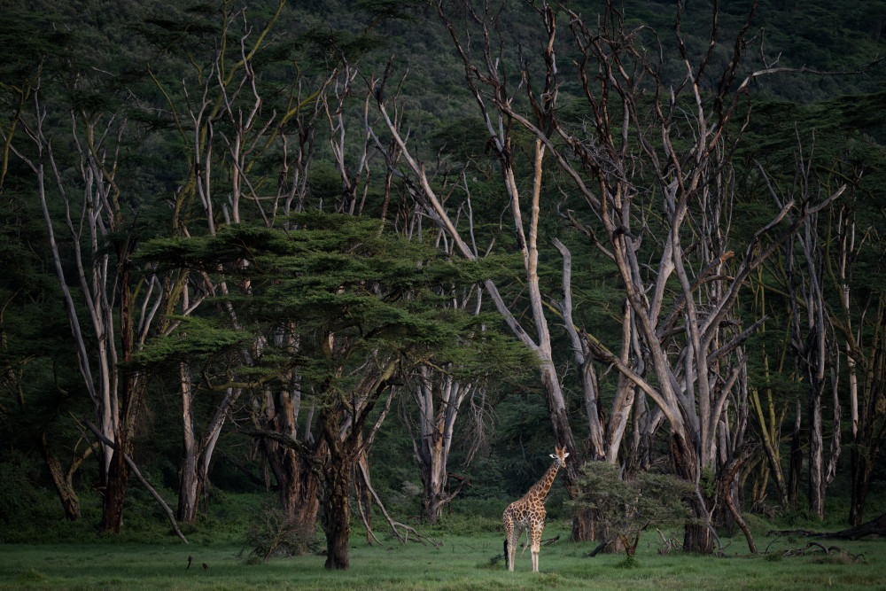 Giraffe in African Woodland by Luigi Ruoppolo — canvas wall art