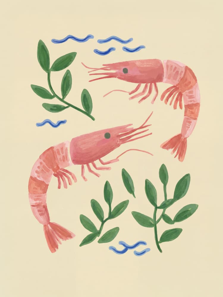 Pink Shrimp Illustration by Mathieu — canvas wall art