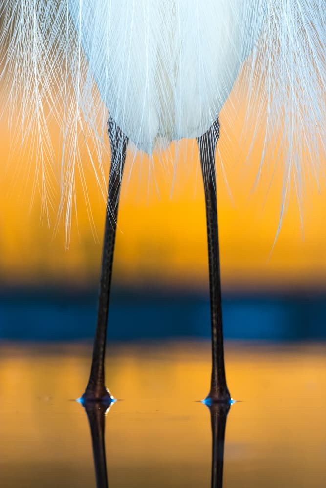 Sunset Egret Reflection by Csaba Tokolyi — canvas wall art