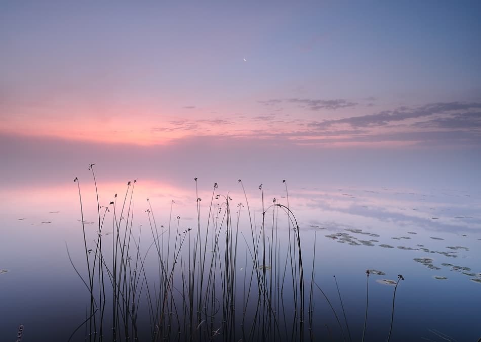 Pink Twilight Lake Reeds by Keller — canvas wall art