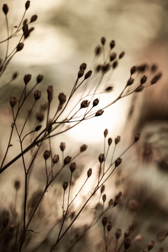 Autumn Lights by Mareike Böhmer — canvas wall art
