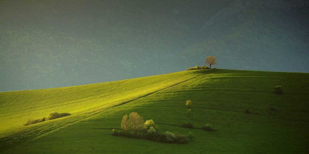 Solitary Tree on Hill by Matej Rumansky — canvas wall art