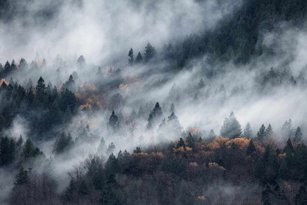 Misty Autumn Forest by Tomomi Yamada — canvas wall art
