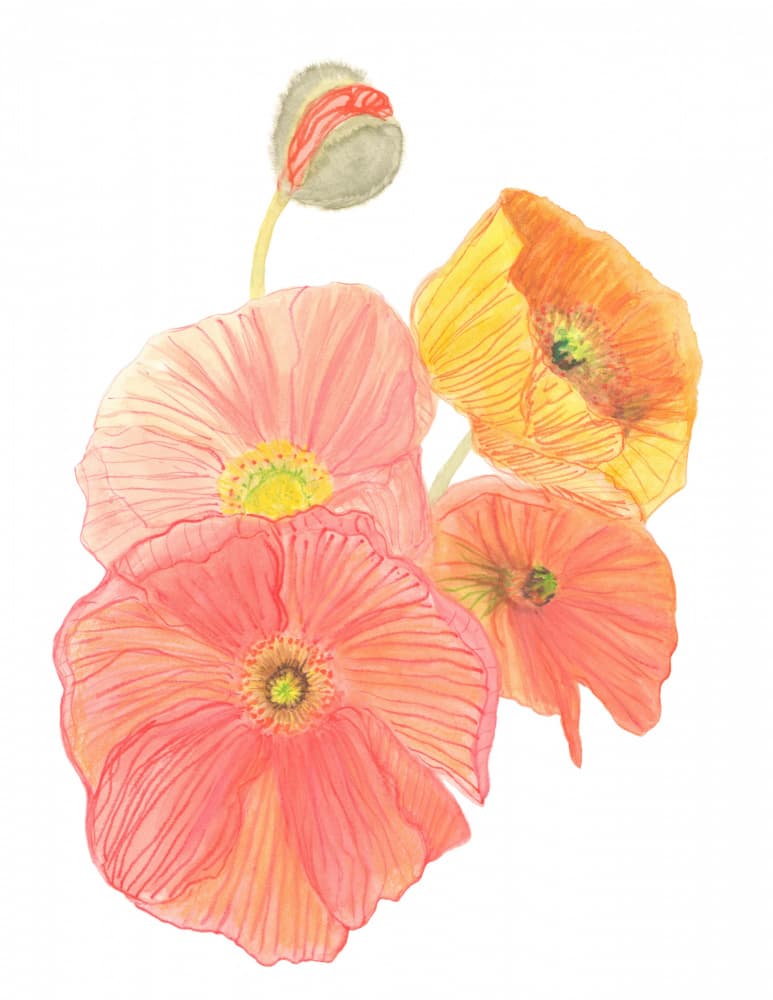 Vibrant Poppies Unfolding by Carola Cedell — canvas wall art