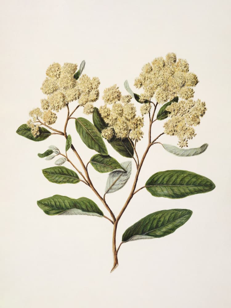 Kumarahou Drawn By Sarah Featon (1848–1927 by Sarah Featon — canvas wall art