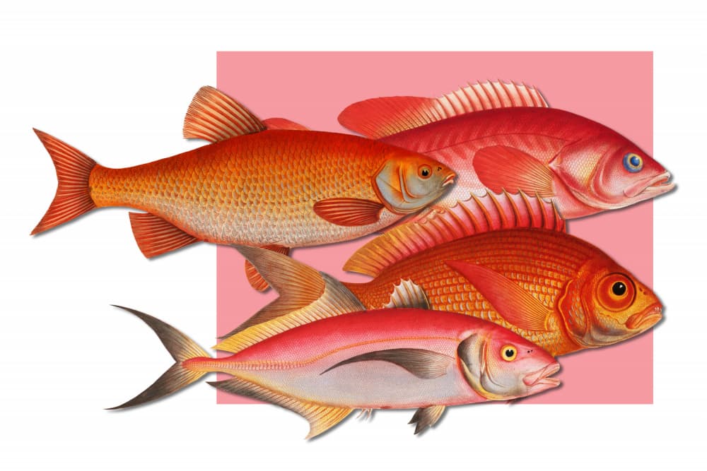Vibrant Fish Illustrations by Marja van den Hurk — canvas wall art
