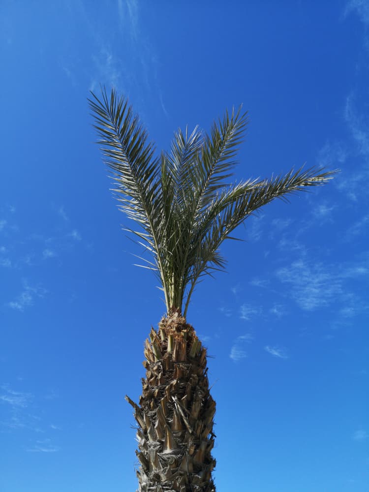 Tropical Palm Blue Sky by engin akyurt — canvas wall art