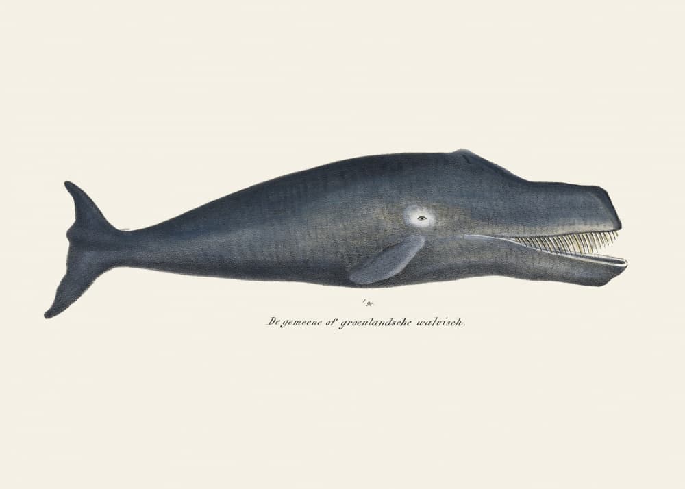 Whale I Antique Handcolored Sealife Lithograph 1824 by Vintage Poster — canvas wall art