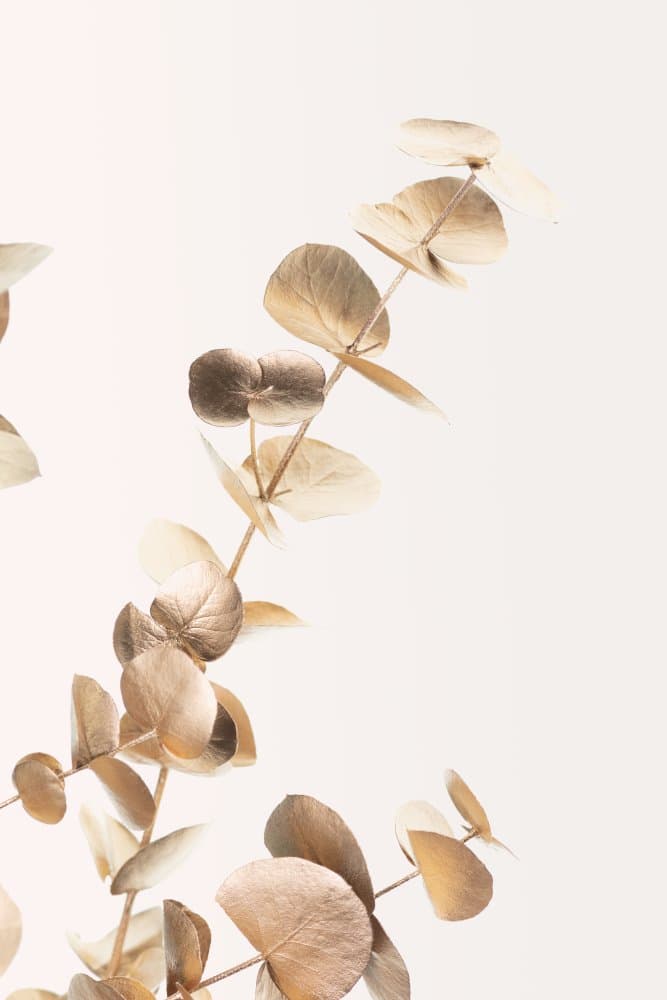 Golden Eucalyptus Branch by Old Artists Studio III — canvas wall art
