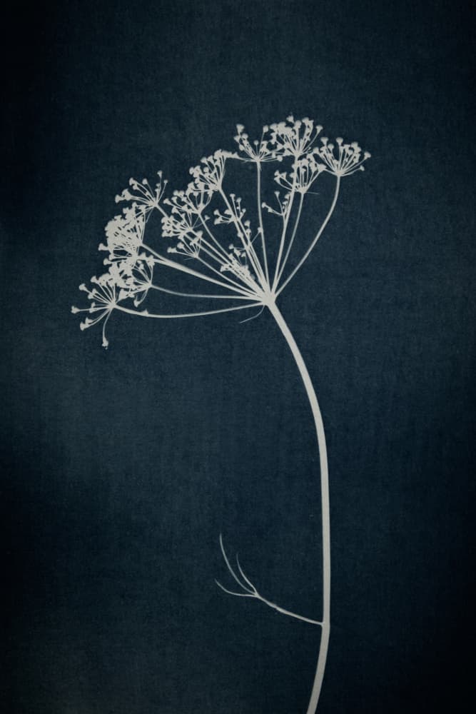 Elegant Dill Silhouette by Mayra Pama — canvas wall art