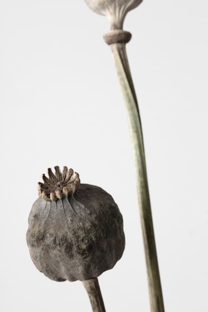 Dried Poppy Pods by Old Artists Studio III — canvas wall art