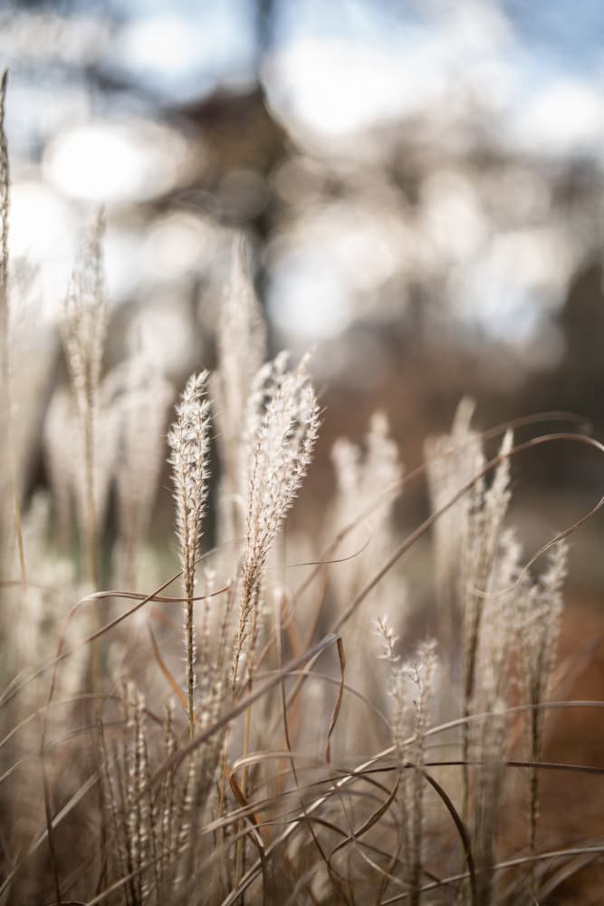Grass 19 by Mareike Böhmer — canvas wall art