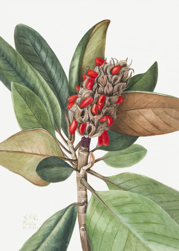 Southern Magnolia (1923) by Mary Vaux Walcott — canvas wall art