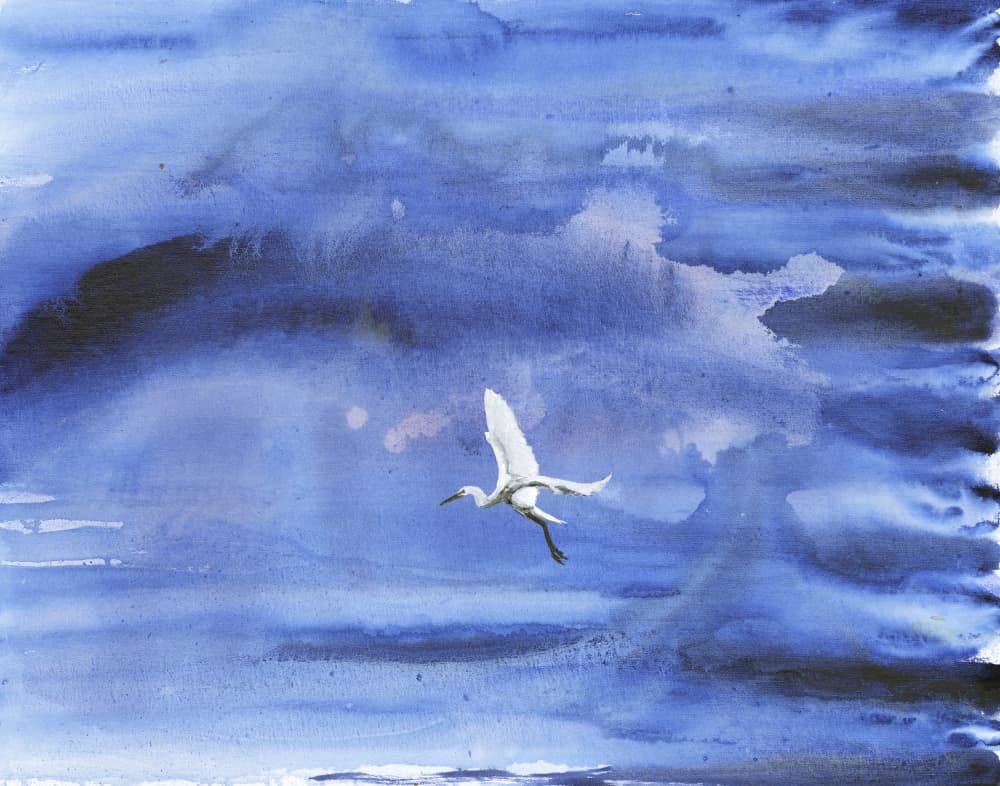 White Egret Blue Sky by RodMacIver — canvas wall art