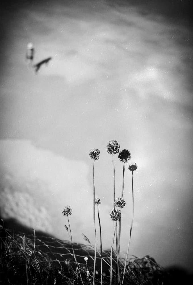 Wildflowers and Sky by Milena Seita — canvas wall art