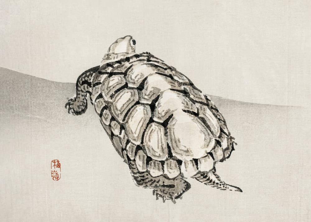 Turtle by Kono Bairei — canvas wall art