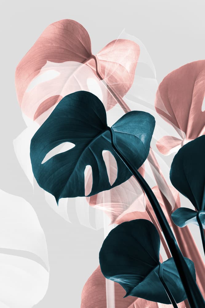 Pink and Teal Monstera by Old Artists Studio III — canvas wall art
