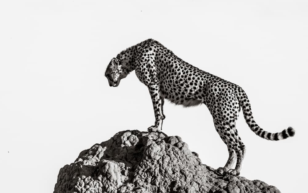 Cheetah On The Rocks by ali — canvas wall art