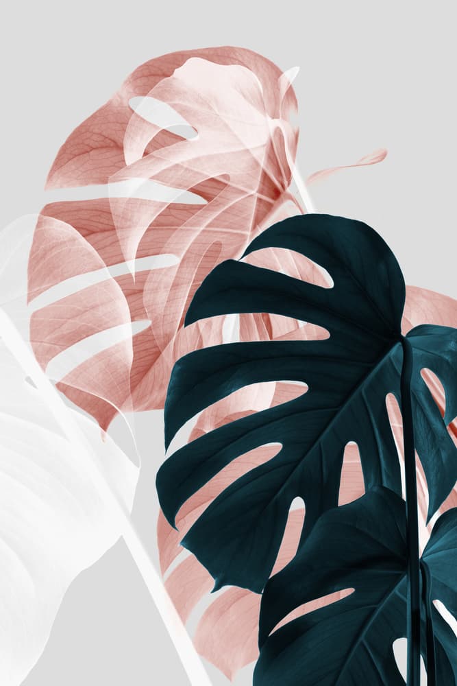 Monstera Leaves Blush Teal by Old Artists Studio III — canvas wall art