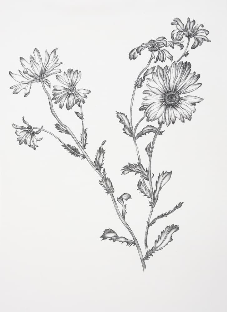 Flowering Wild Daisies by Mette Rix — canvas wall art