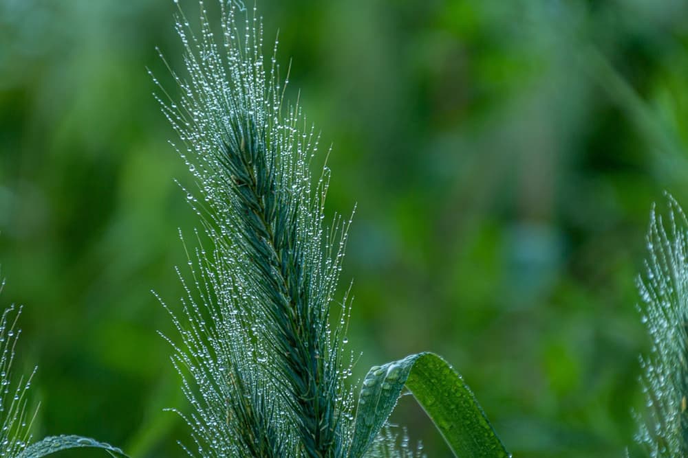 Dewy Green Grain by GuruShots — canvas wall art