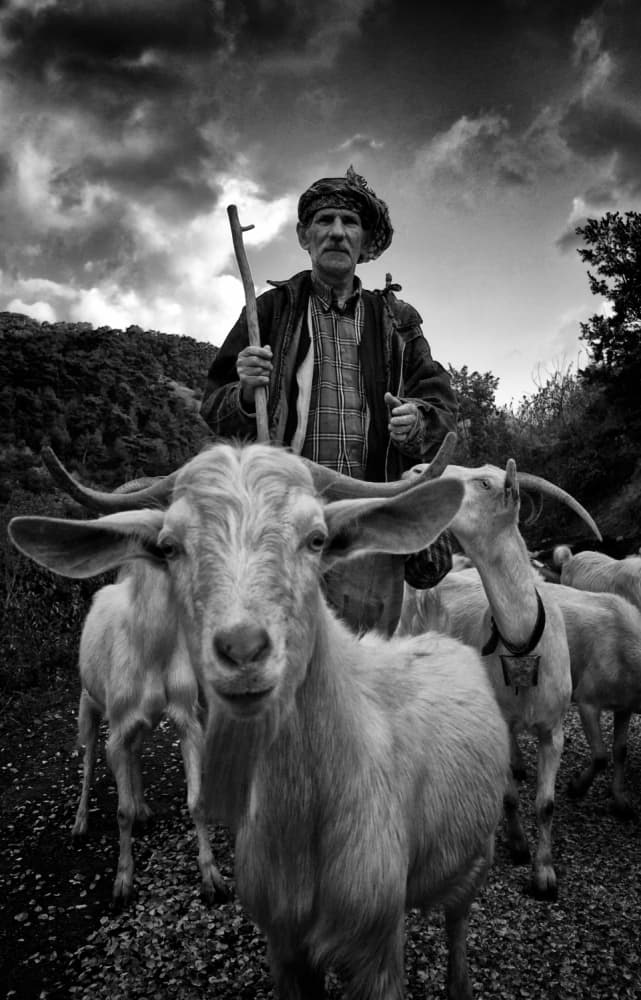 Old Shepherd and Goats by NURI OZCIFTCI — canvas wall art