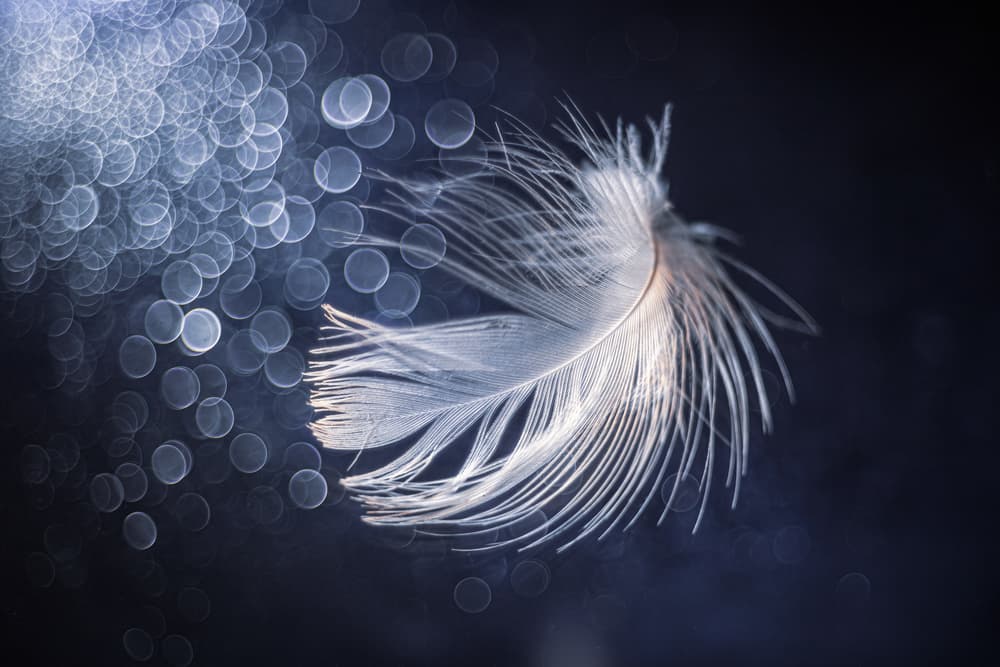 Ethereal Feather Light by Igor Kopcev — canvas wall art