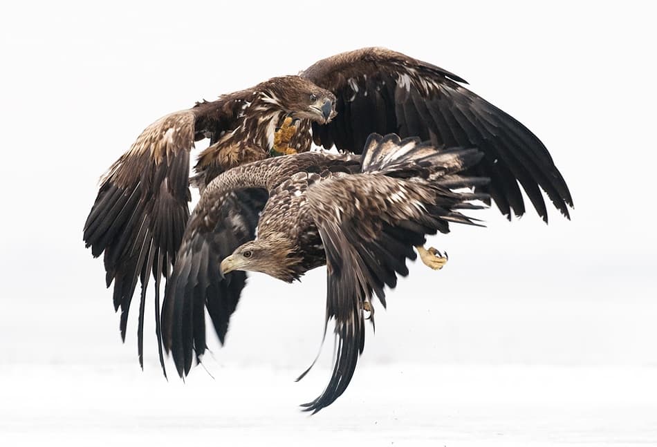 Dynamic Eagle Battle by Csaba Tokolyi — canvas wall art
