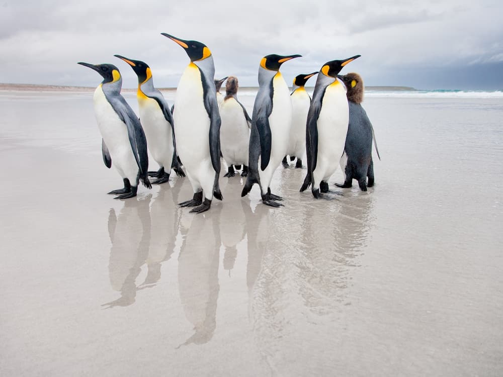 King Penguins on Beach by Joan Gil Raga — canvas wall art