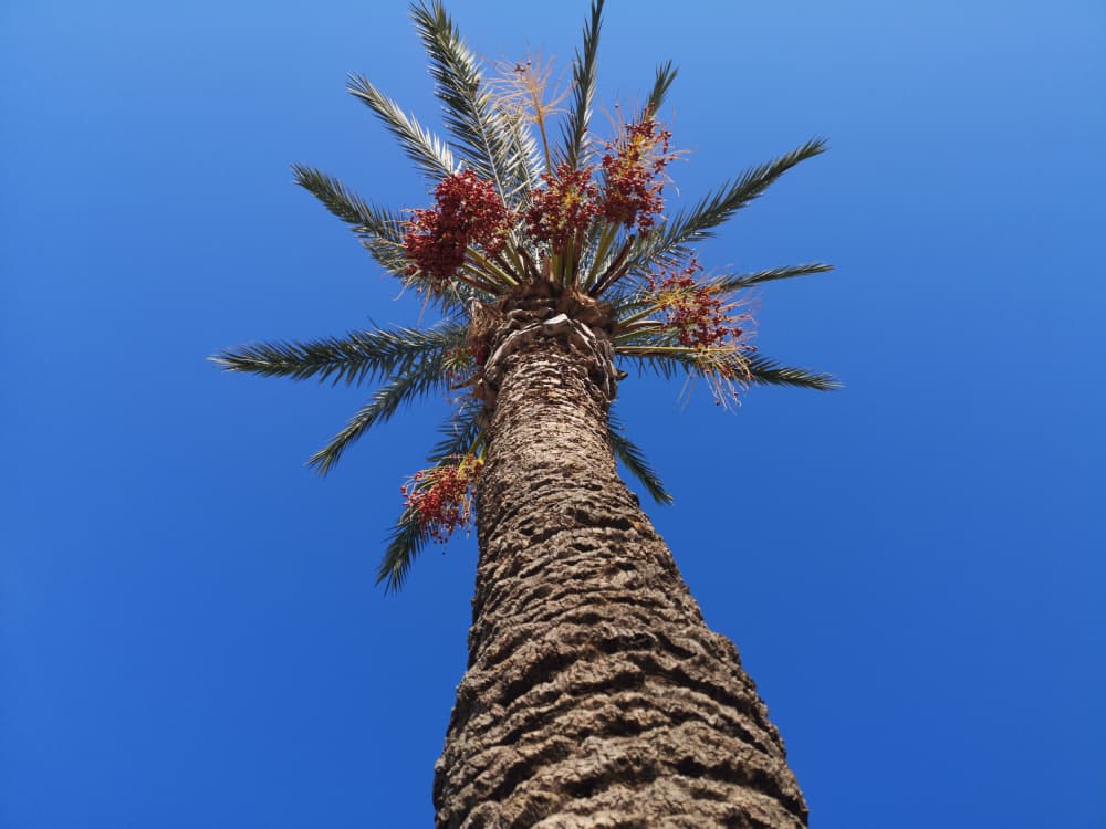Tropical Palm Sky by engin akyurt — canvas wall art