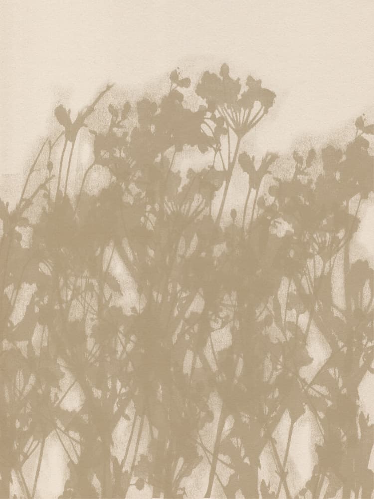 Botanical Shadows by Dina Dankers — canvas wall art