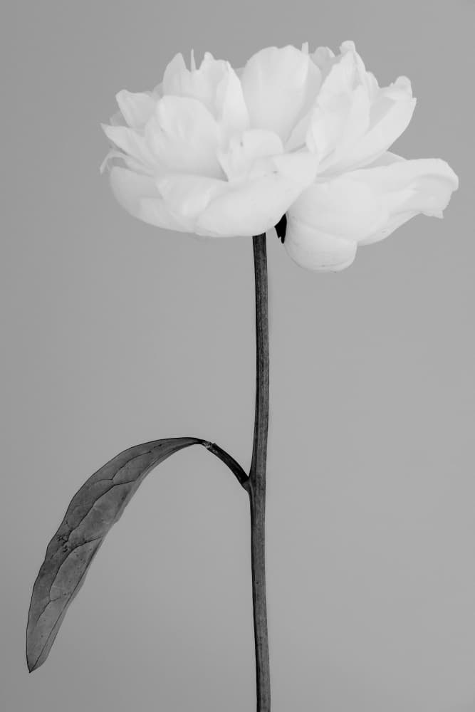 Elegant White Peony by Old Artists Studio III — canvas wall art