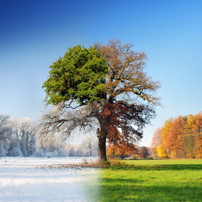 Four Seasons Tree by Adam Brzuszek — canvas wall art