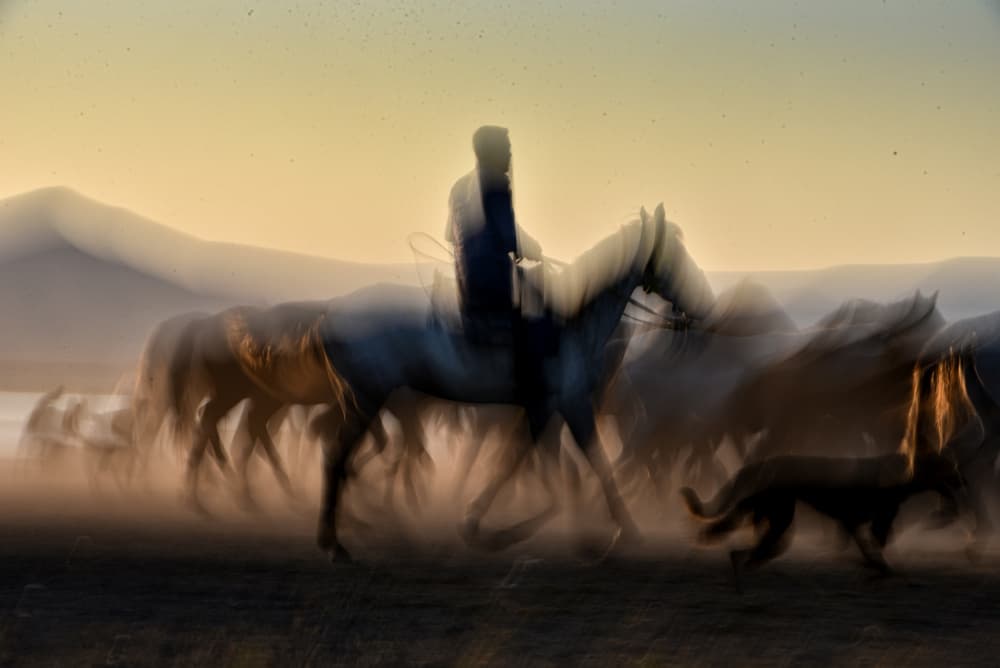 Wild Horses Golden Hour by Bünyamin çadırcı — canvas wall art