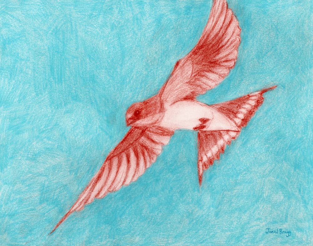 Red Bird in Flight by Janel Bragg — canvas wall art