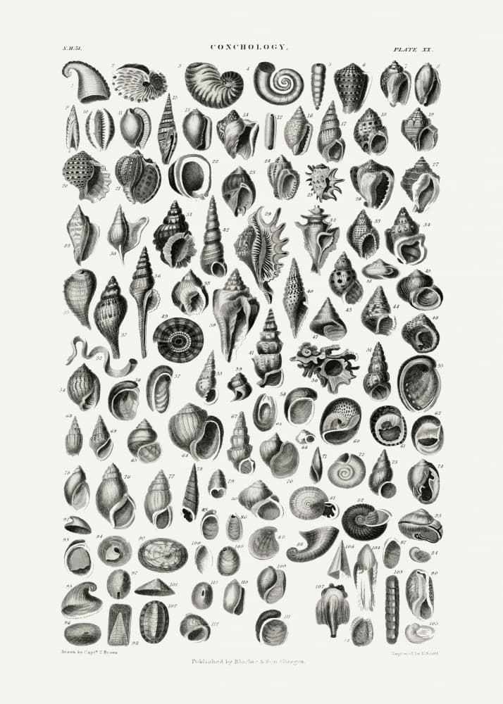 Sealife III by Oliver Goldsmith — canvas wall art