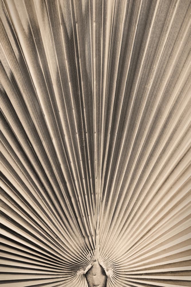 Radiant Palm Structure by Old Artists Studio III — canvas wall art