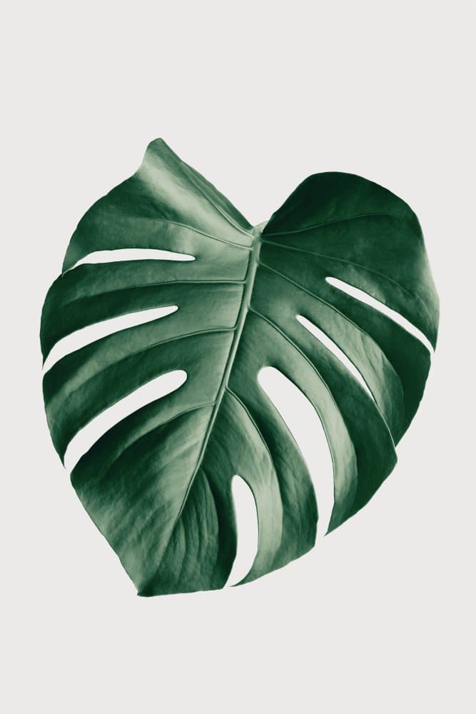 Tropical Monstera Leaf by Old Artists Studio III — canvas wall art