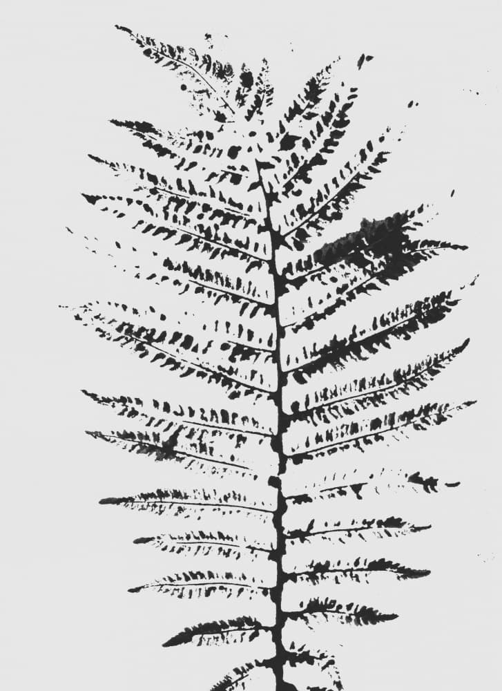 Black Fern Silhouette by Maira Ribena — canvas wall art
