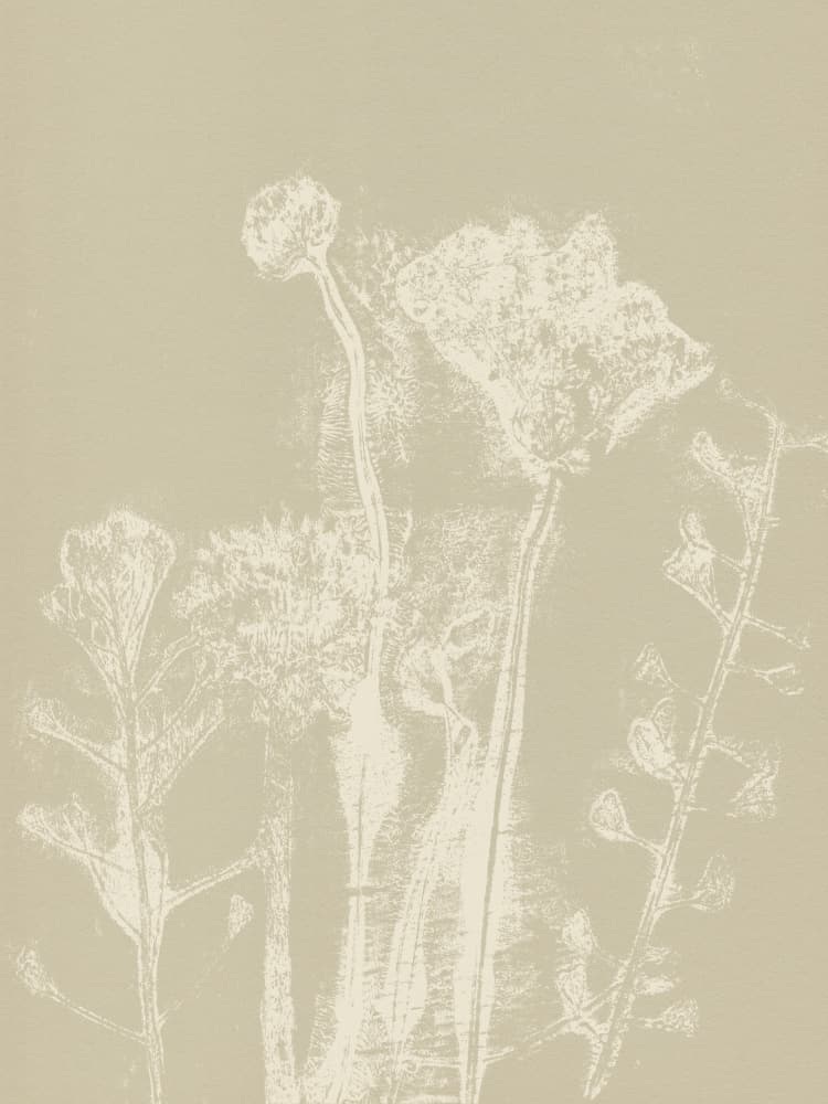 Soft Botanical Forms by Dina Dankers — canvas wall art