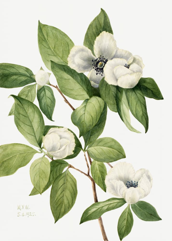 Virginia Stewartia (1925) by Mary Vaux Walcott — canvas wall art