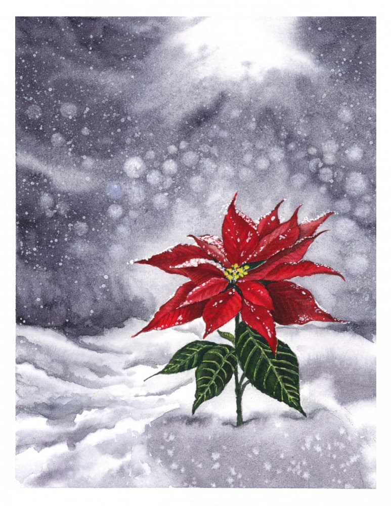 Poinsettia Winter Glow by Suchi Deb — canvas wall art