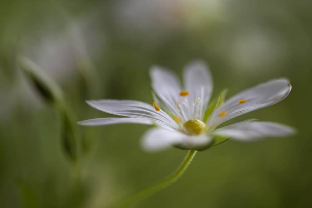 Stitchwort by Mandy Disher — canvas wall art