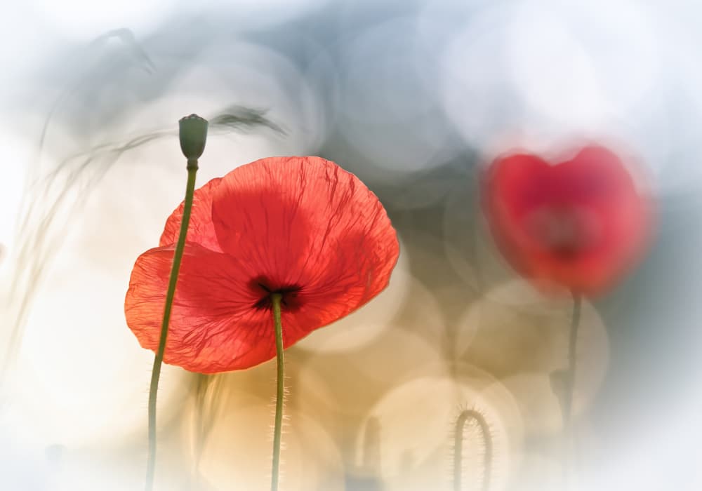 Dreamy Red Poppies by Steve Moore — canvas wall art