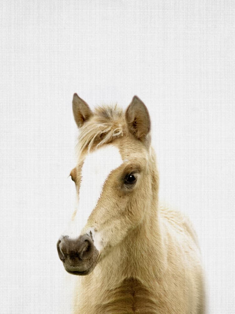 Gentle Baby Horse by Lila &amp; Lola — canvas wall art