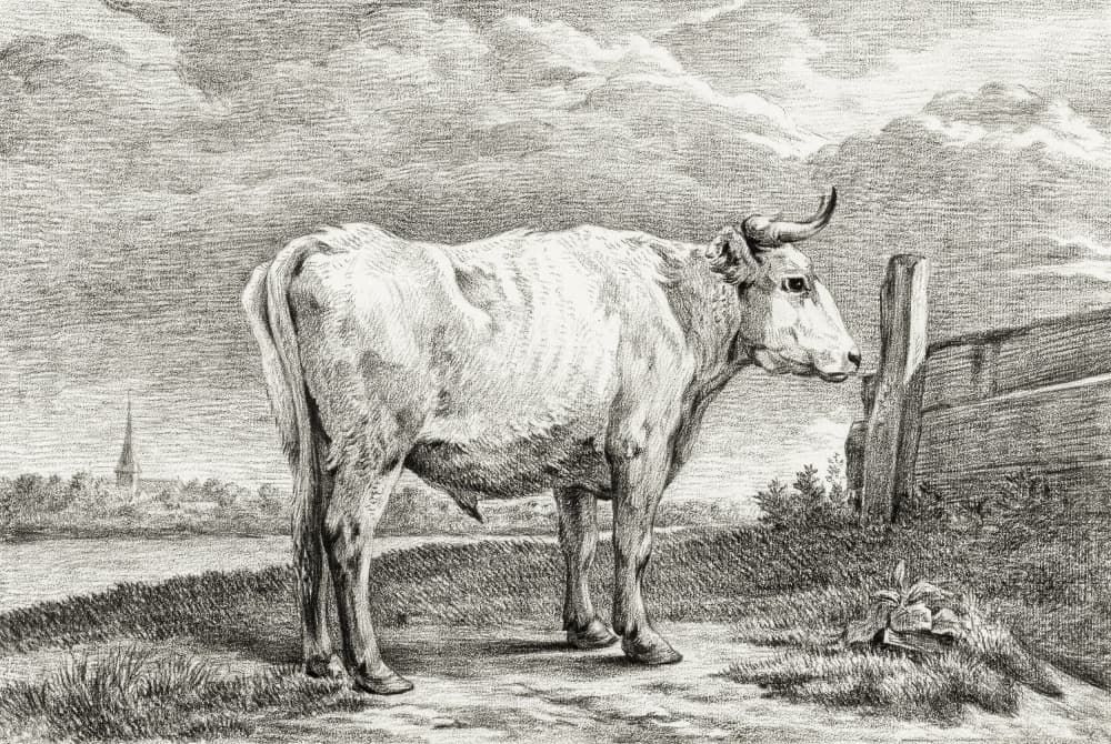 Standing Bull (1817) by Jean Bernard — canvas wall art
