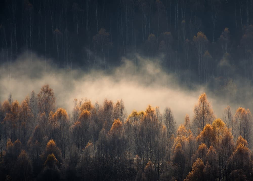 Misty Golden Forest by Haim Rosenfeld — canvas wall art