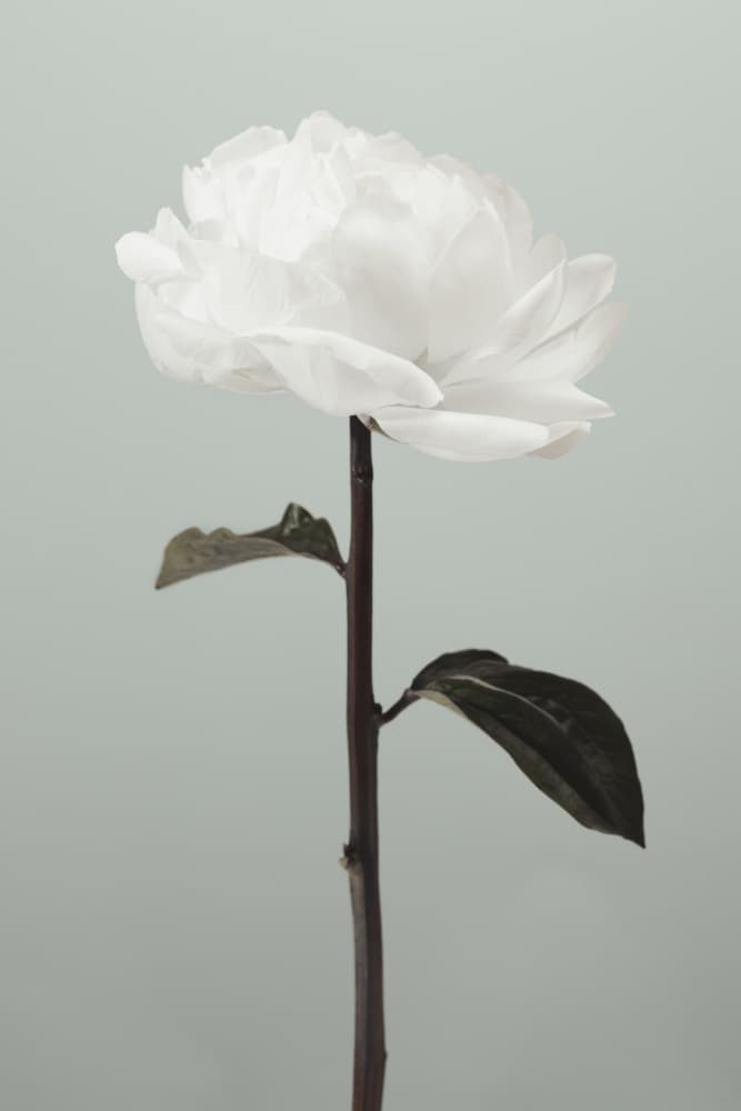 Serene White Blossom by Old Artists Studio III — canvas wall art