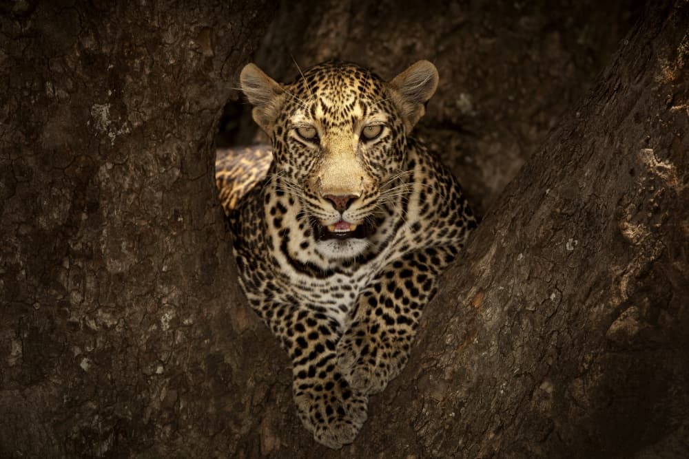 Watchful Leopard In Tree by Ozkan Ozmen / Big Lens Adventures — canvas wall art